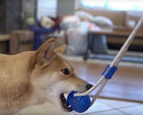 DocaToy™ | hält Ihren Hund stundenlang beschäftigt!