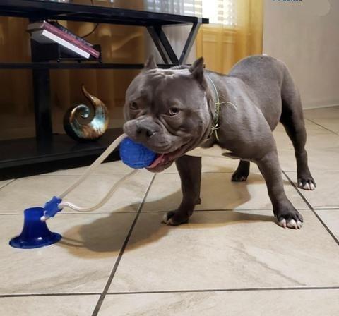 DocaToy™ | hält Ihren Hund stundenlang beschäftigt!