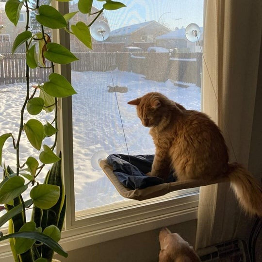 CatSwing™ Katzen-Hängematte